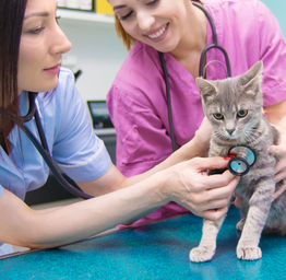 Animal Care Pathway