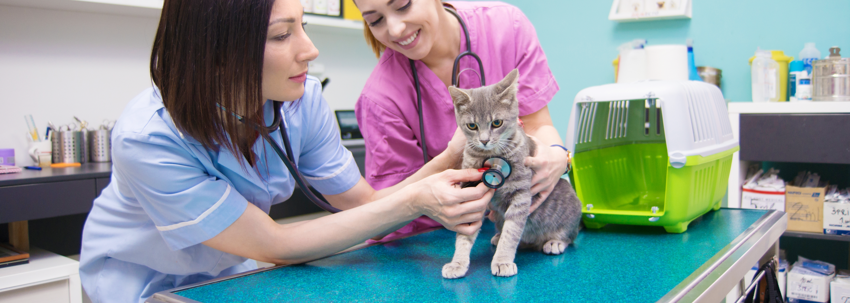 Animal Care Pathway